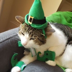 Pet costume
